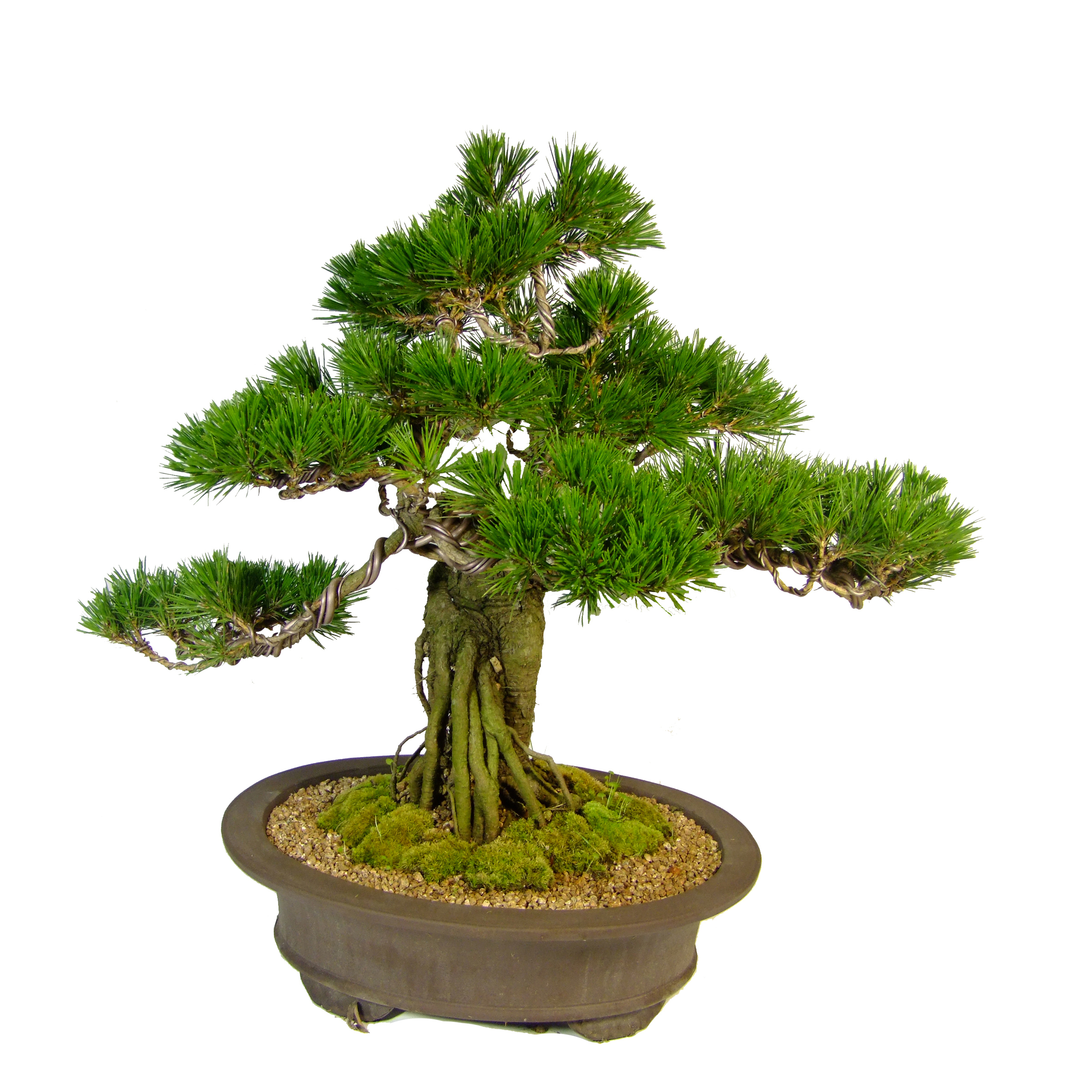 Cultivation and care of Bonsai